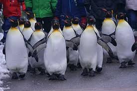 Pinguini al bar, umani sui social. Luoghi e non-luoghi della pandemia
