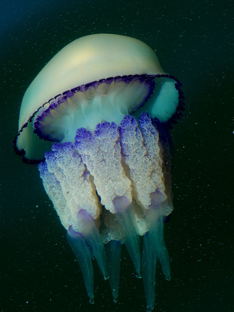 “Invasione di meduse? Apparecchio la tavola!”. L’inquietante diniego del problema ambientale